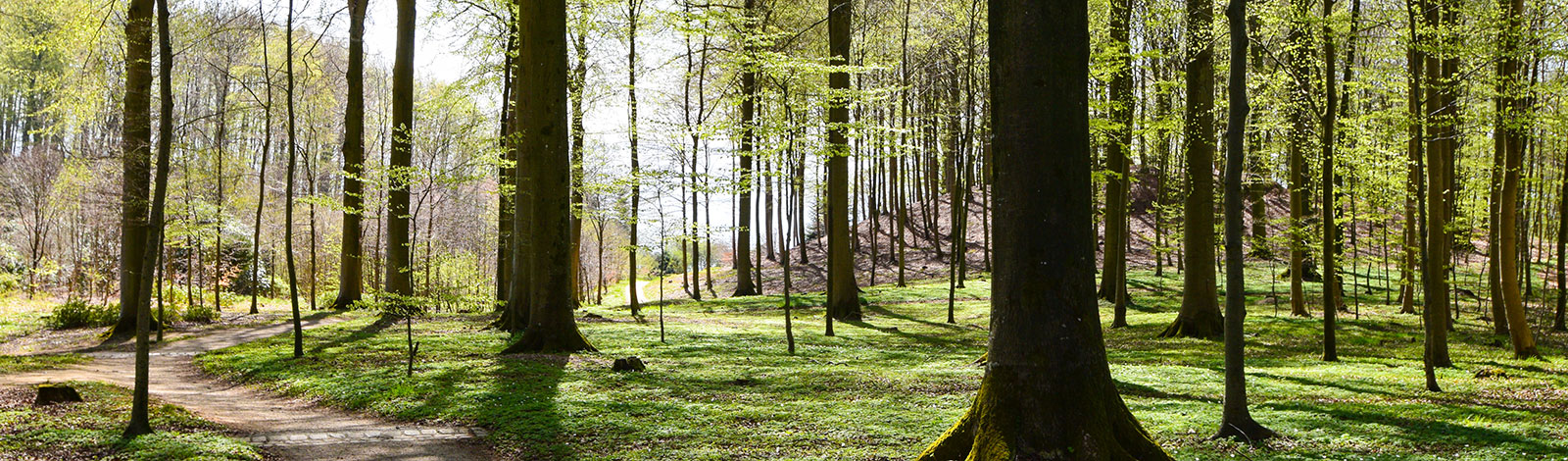Skov og natur med plads til gåture med snak og tanker