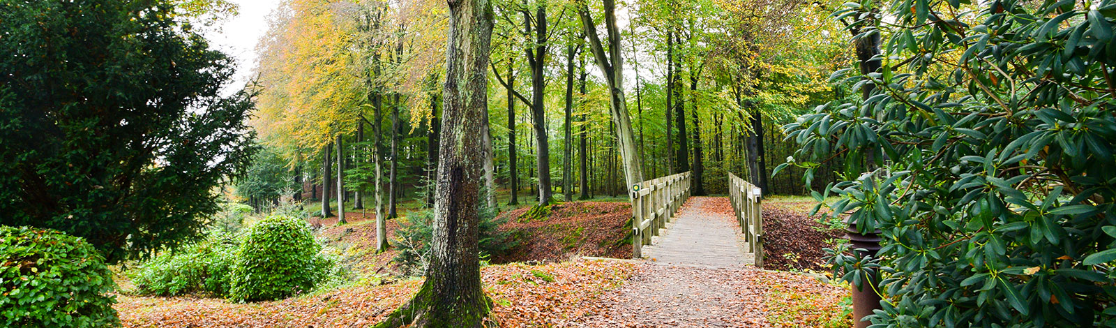 Skoven eEn travetur i efteråret byder på smukke farverige oplevelser omkring Hotel Vejlefjordr utrolig smuk - ikke mindst i forsommeren